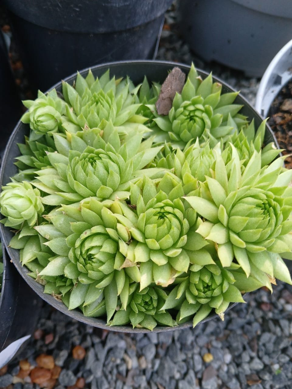 Overhead view of a lime-green succulent plant with tightly packed rosette formations in a small pot.