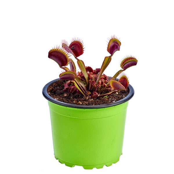 Venus flytrap plant with burgundy trap-like leaves in a bright green plastic pot against a white background