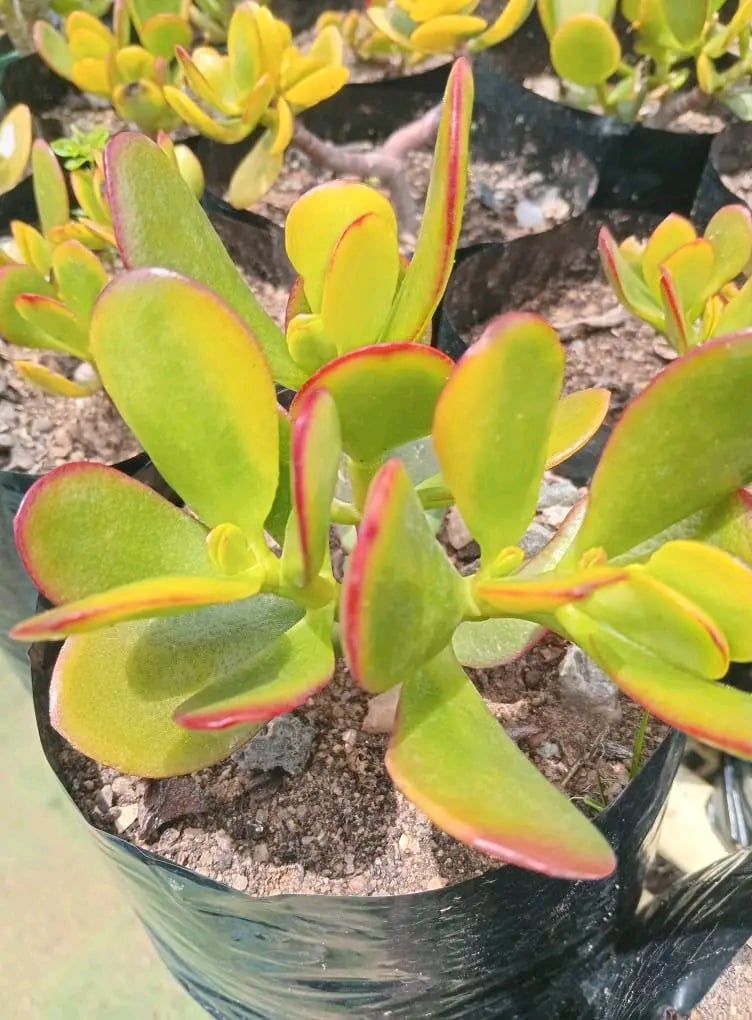 Close-up of colorful succulent plants with yellow-green and red-edged leaves in black pots filled with soil