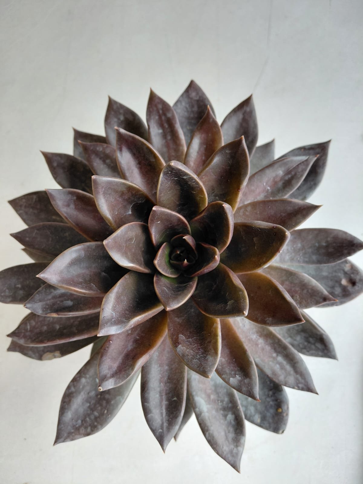 Top-down view of a dark purple Echeveria succulent rosette with thick pointed leaves