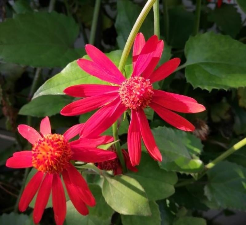 Bright red gerbera daisies with yellow centers and green foliage in a garden setting