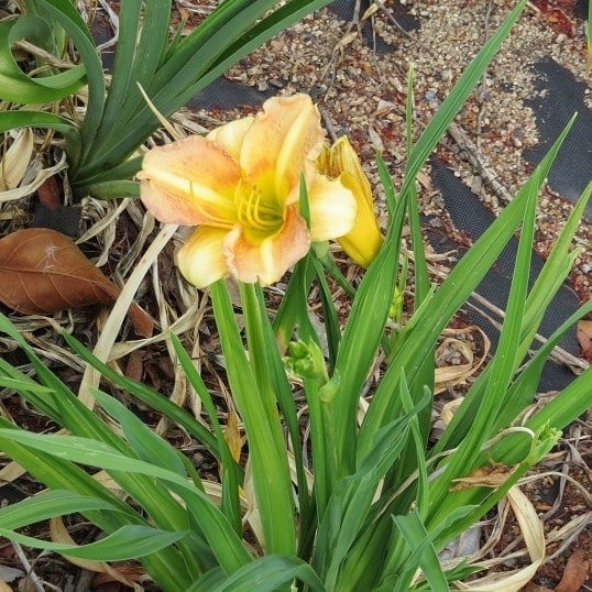 Yellow daylily flower blooming among green foliage and garden mulch with buds visible