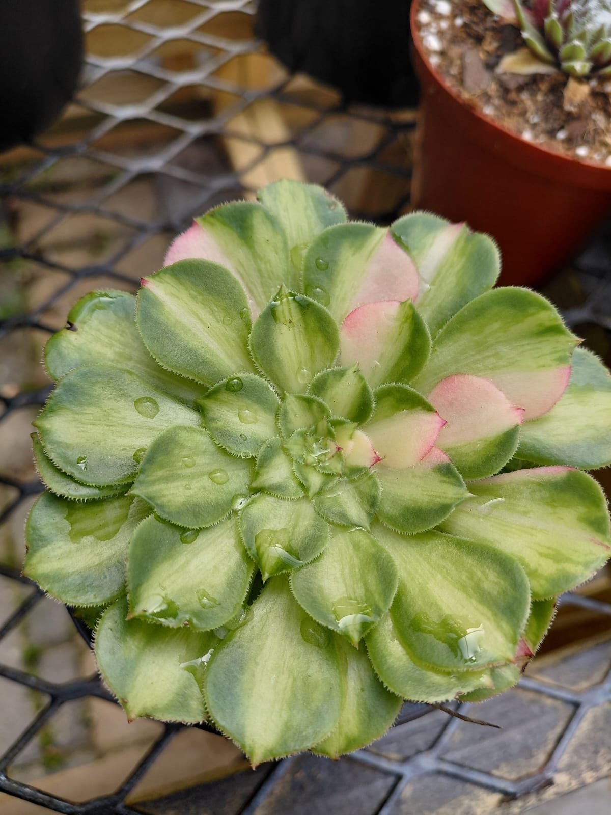 Close-up of a succulent plant with pale green rosette leaves and delicate pink flower buds in bloom.