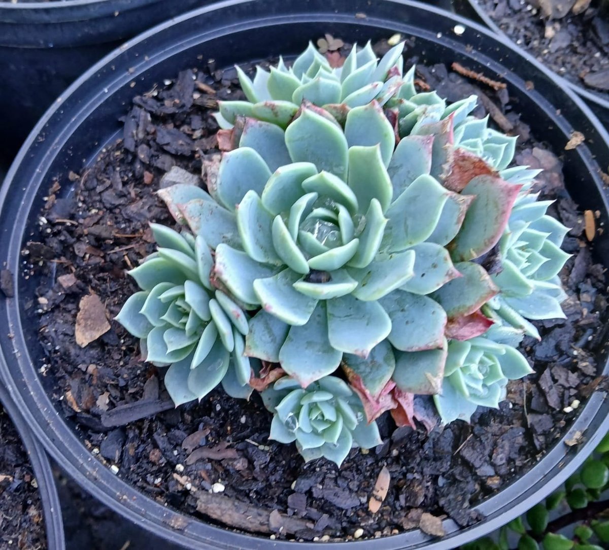 Overhead view of succulent plants with blue-green rosettes in a black plastic pot filled with dark soil