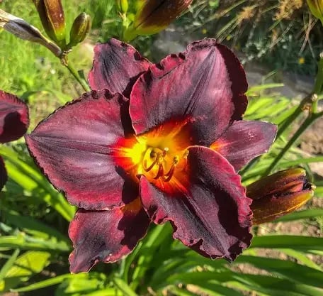 Deep purple daylily with bright yellow and red center, surrounded by green foliage and buds
