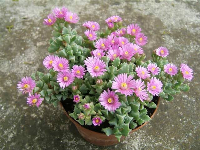 Potted pink daisy-like flowers with green foliage in a terra cotta container on a concrete surface
