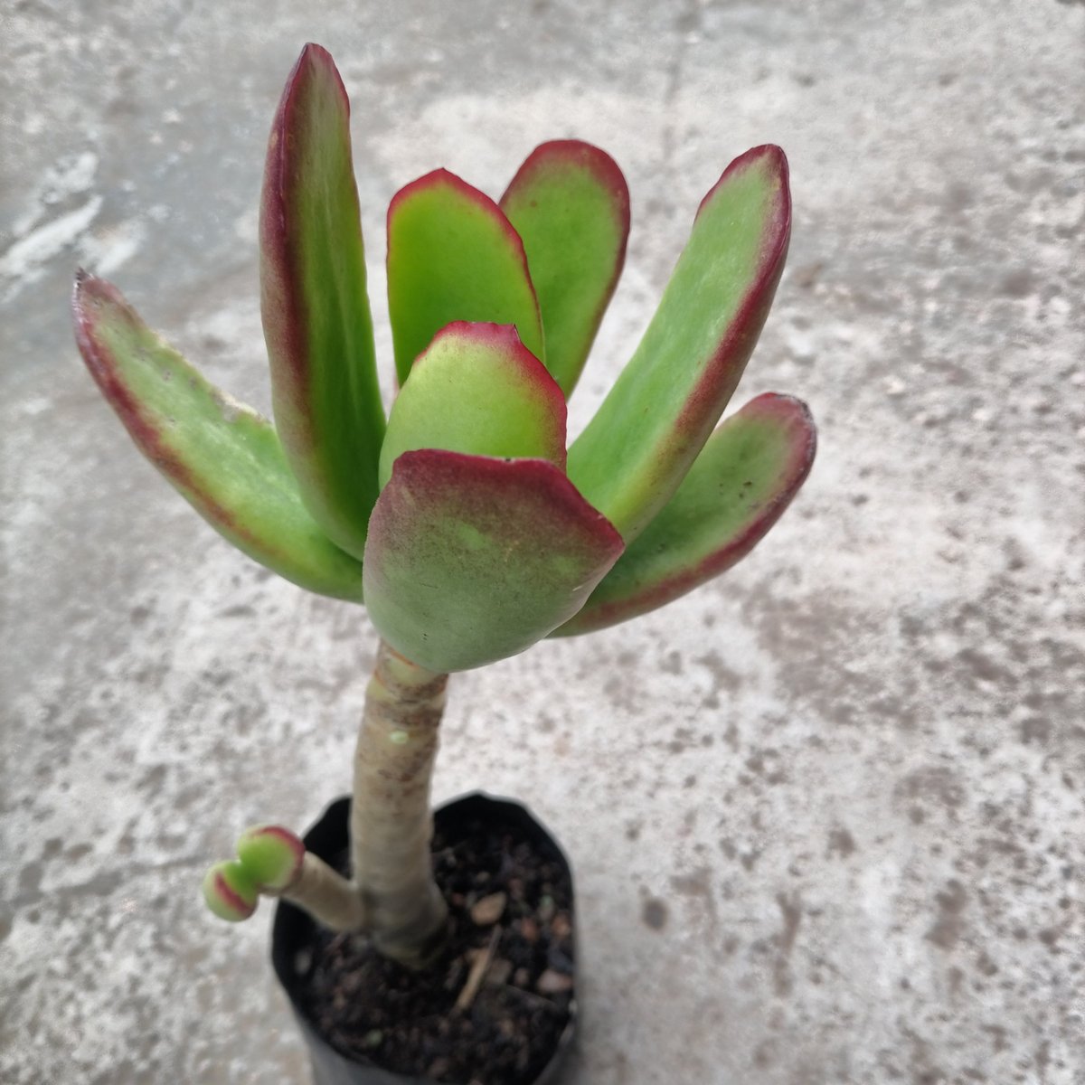 Small potted succulent plant with green and burgundy paddle-shaped leaves arranged in a rosette pattern