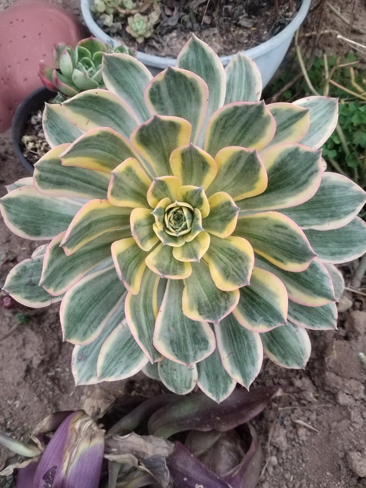 Variegated succulent plant with green and cream striped leaves arranged in a rosette pattern, potted in a terracotta container