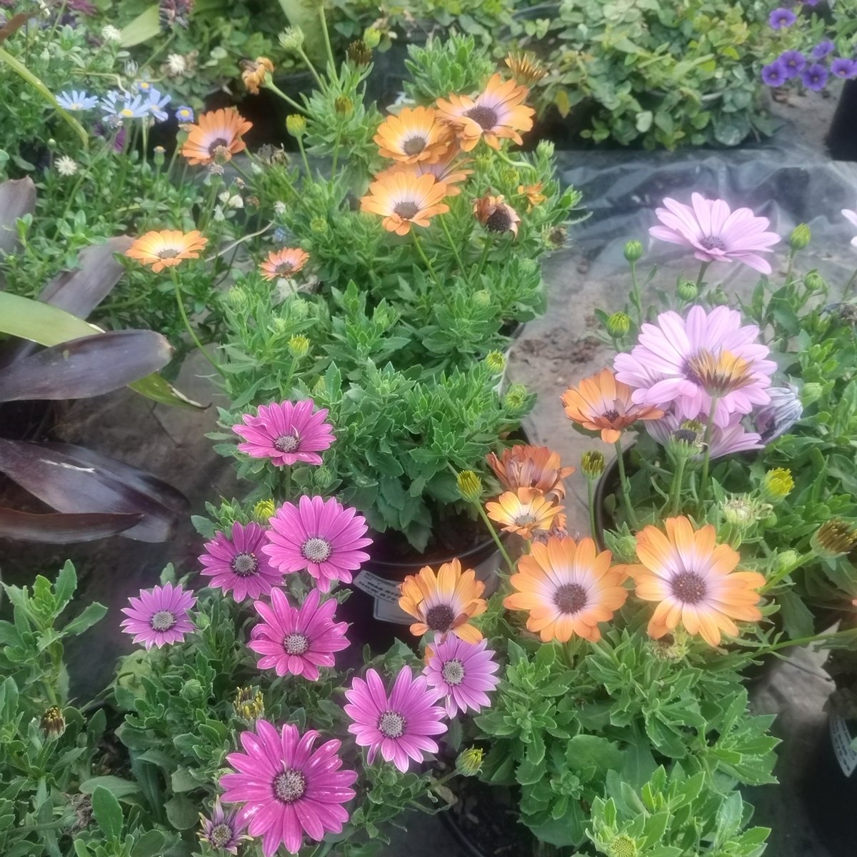 Vibrant gerbera daisies in pink, orange, and purple blooms growing in a garden bed with green foliage