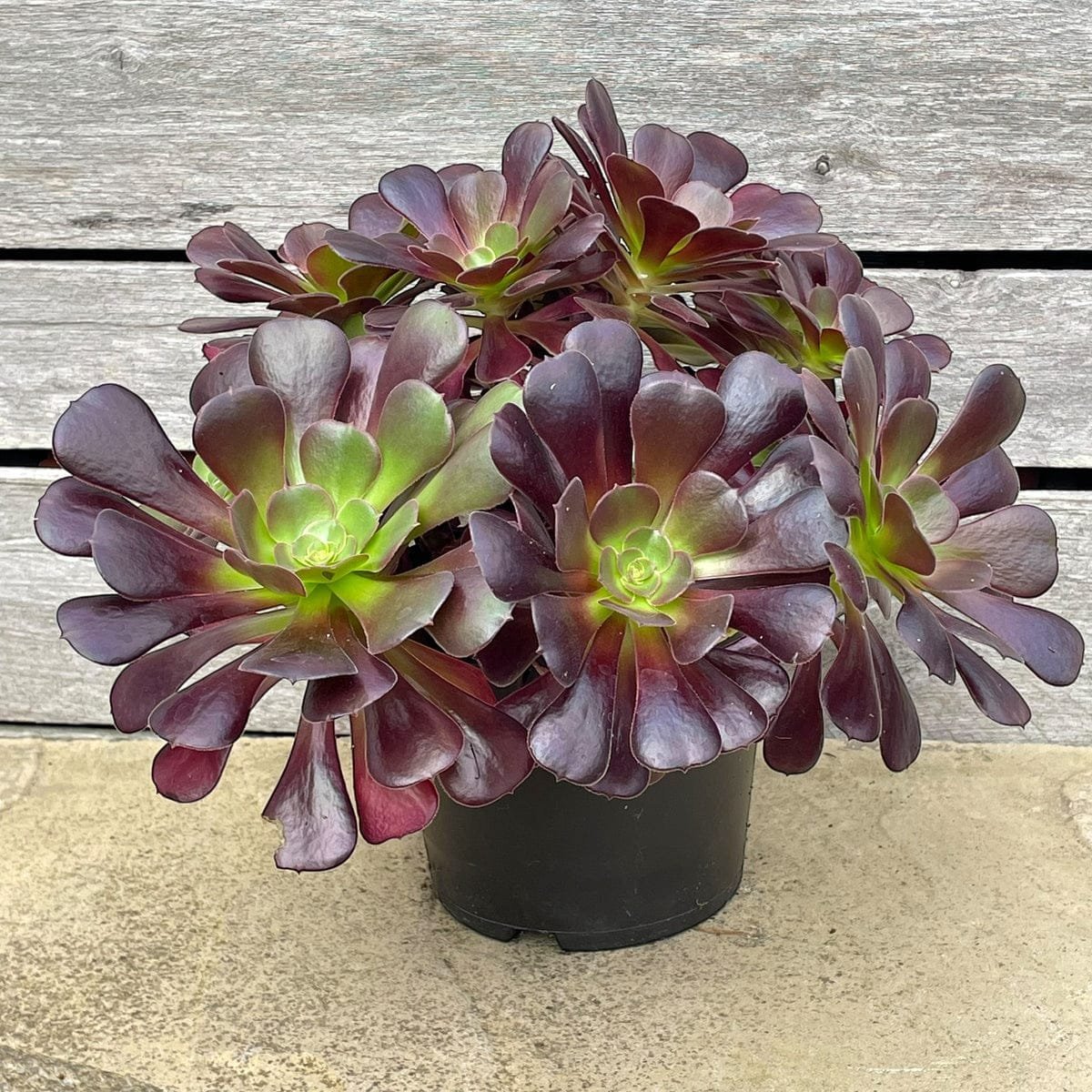 Cluster of purple and green succulent plants with fleshy rosette leaves in a gray pot on wooden deck