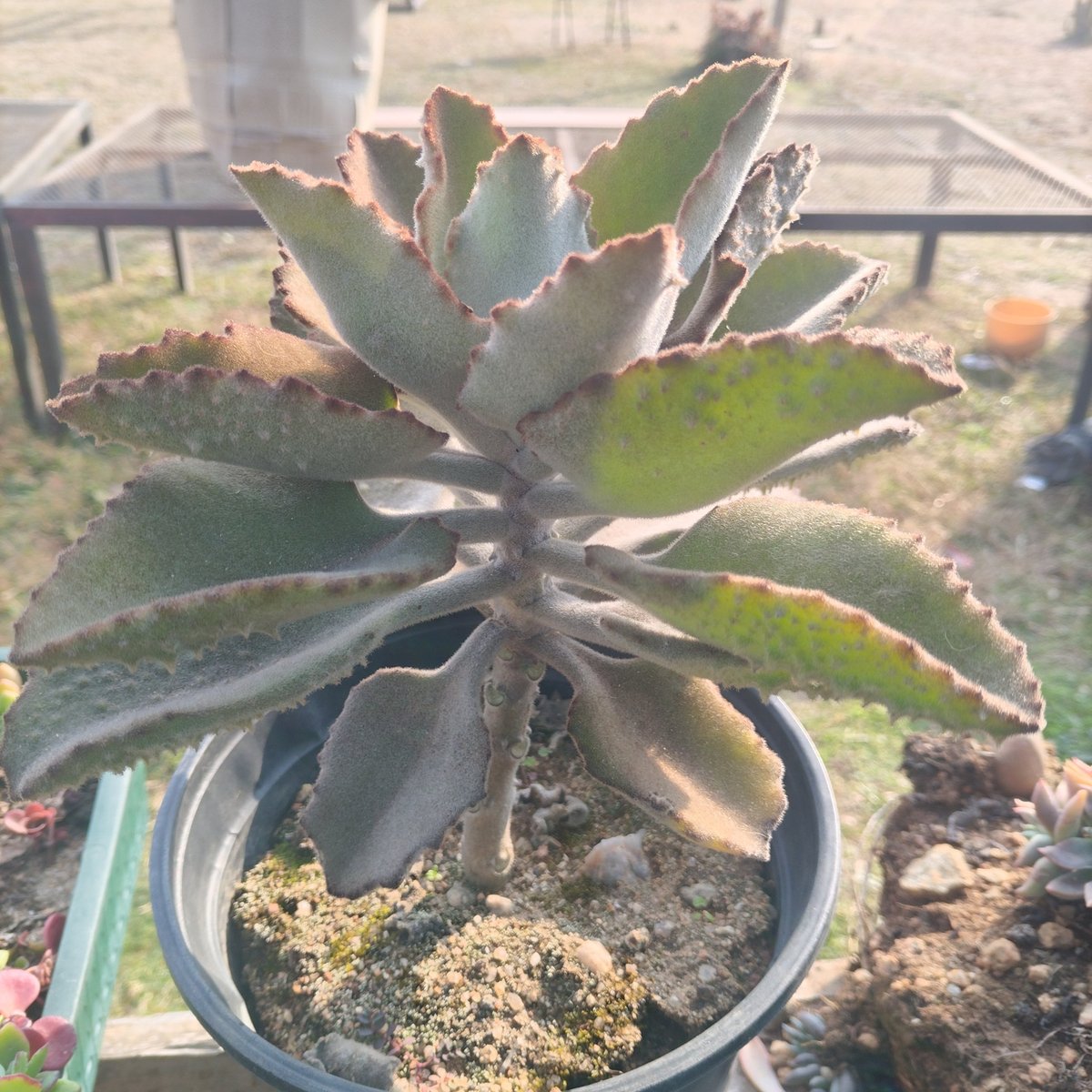 Kalanchoe