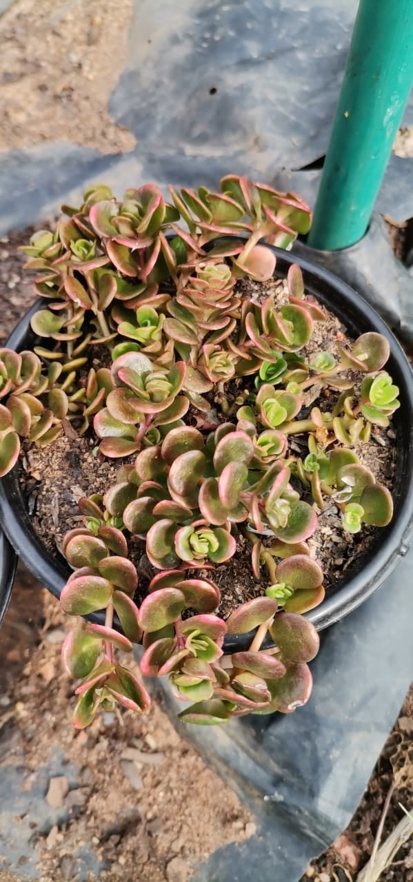 Potted succulent plants with reddish-green leaves growing in dark soil, watered with a green hose visible at top