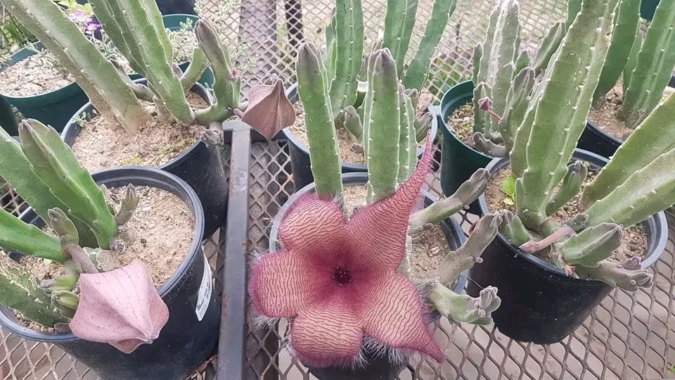 Stapelia & Huernia