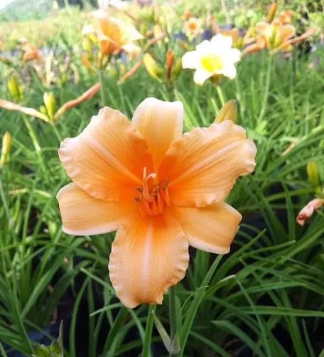 Close-up of an orange daylily flower with soft petals and visible stamens, surrounded by green foliage and other blooms in a garden