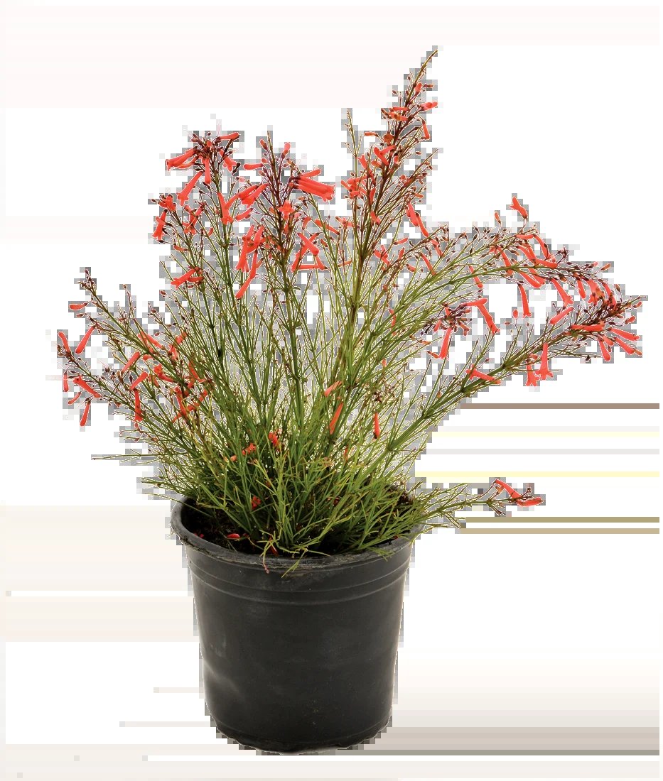 Potted ornamental grass with coral-red flowers and green foliage in a black container against a black background