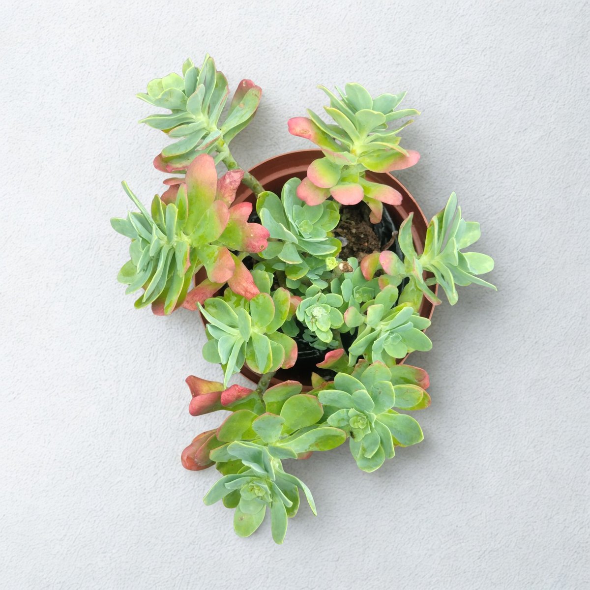 Overhead view of a succulent plant with green and pink-tinted leaves in a terracotta pot on white background