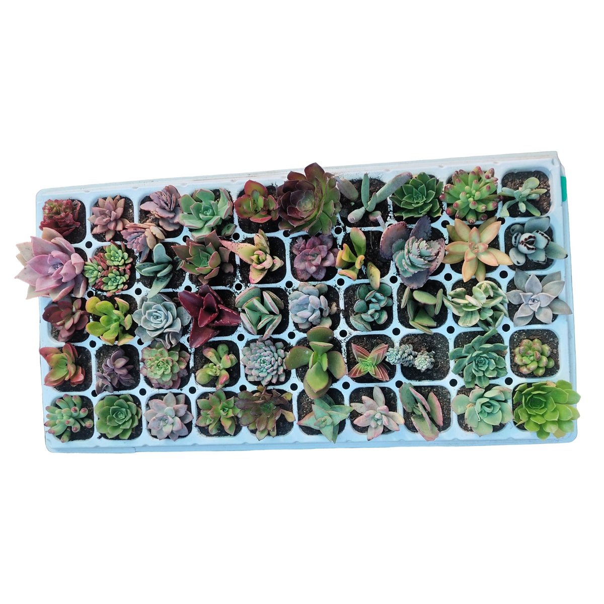 Assorted succulent plants in small white pots arranged in a blue tray, top view