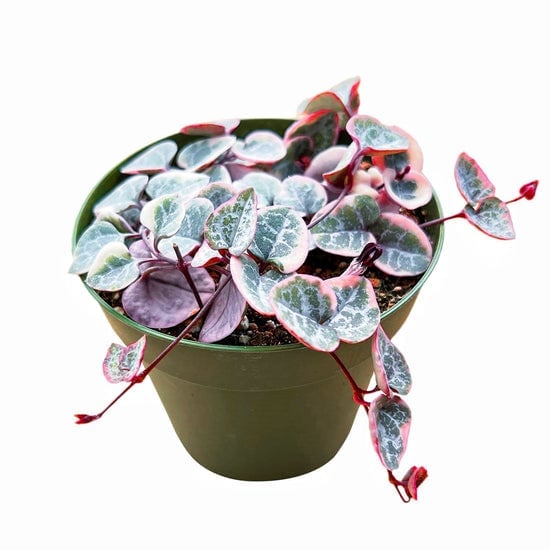 Trailing String of Hearts vine with heart-shaped leaves featuring pink and white variegation in a green pot