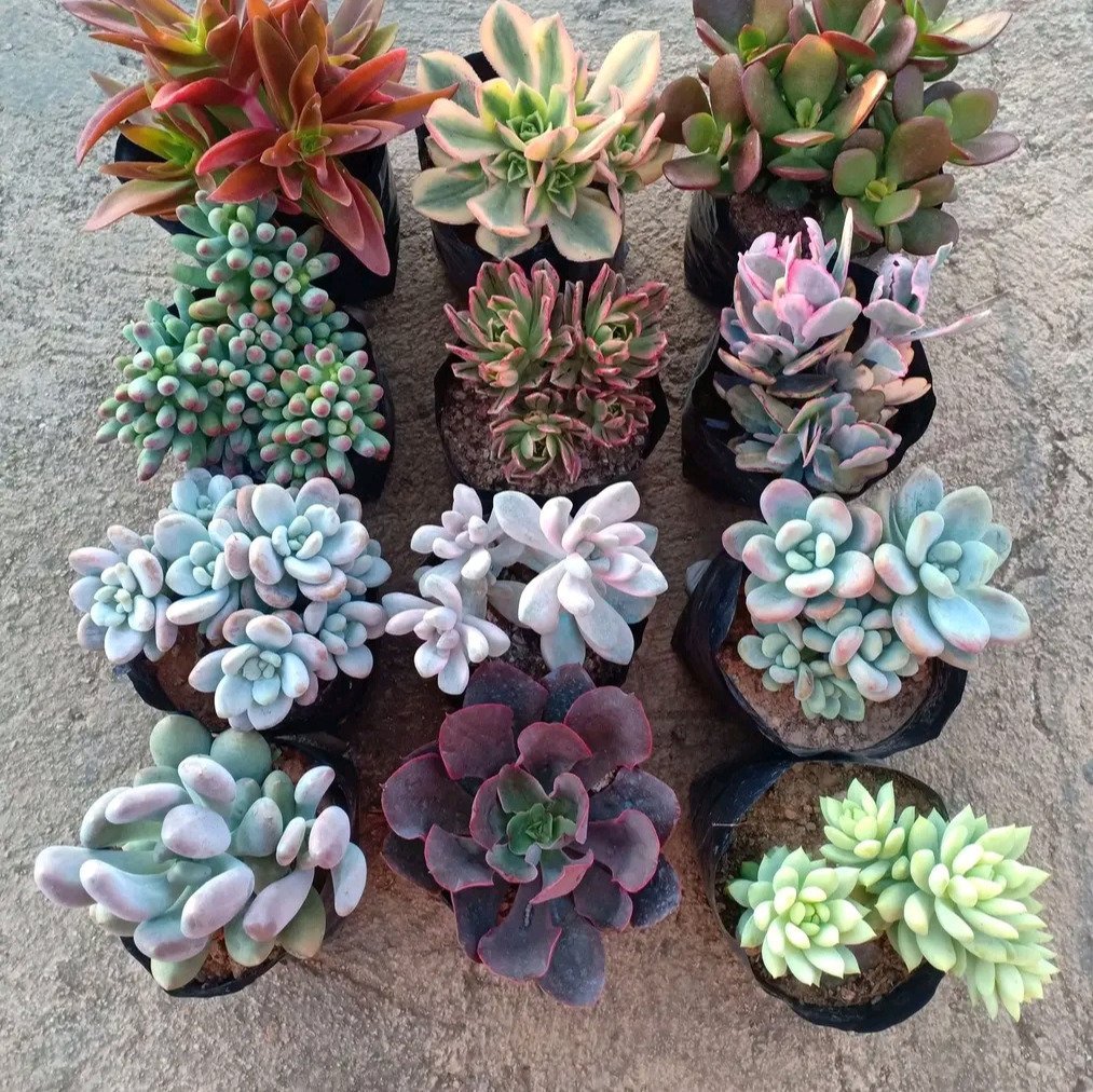 Overhead view of twelve potted succulents in various colors including red, pink, purple, blue, and green arranged in rows on concrete