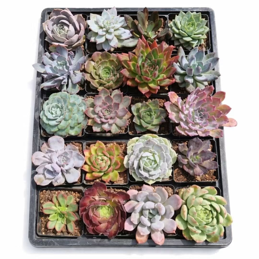 Assorted succulent plants in a black tray displaying various colors and textures, viewed from above