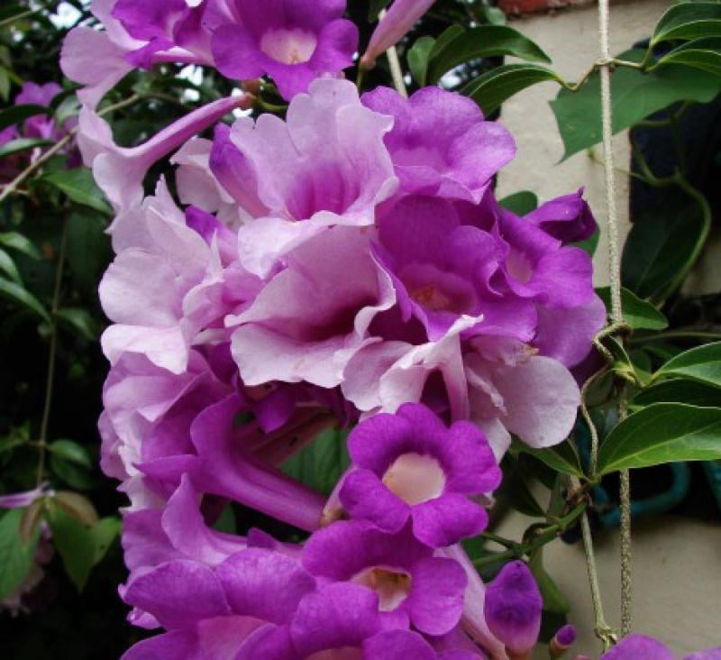 Cluster of vibrant purple and pink bougainvillea flowers with green leaves in soft natural light