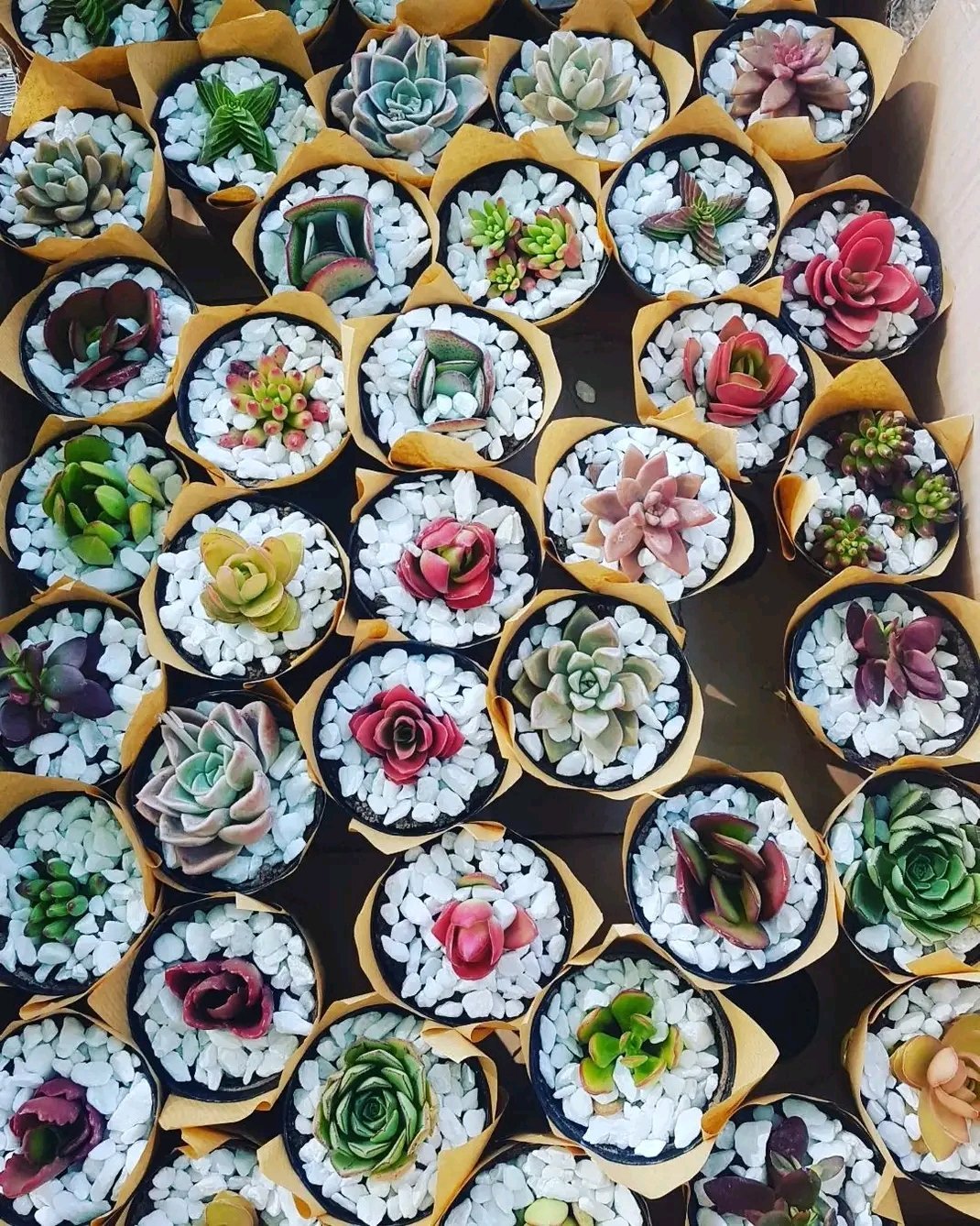 Overhead view of succulent plants in gold pots with white gravel, featuring various colorful varieties including roses, echeveria, and sedums arranged closely together