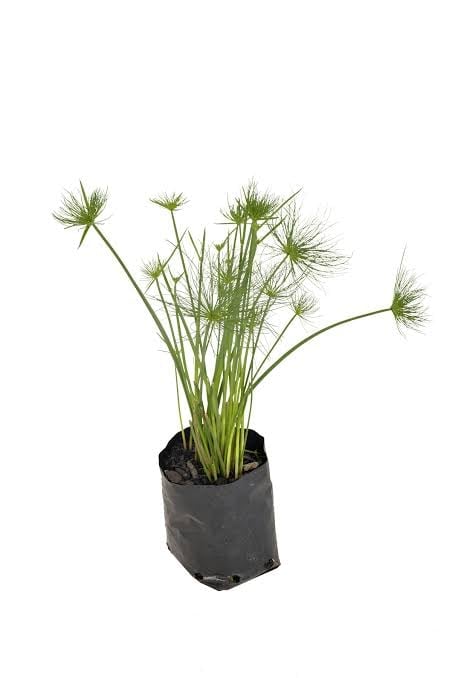 Papyrus plant with long green stems and feathery seed heads growing in a black nursery pot