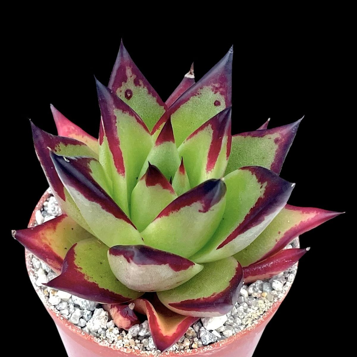 Colorful succulent plant with pointed green and deep purple-red leaves in a pink pot with white gravel, photographed against black background