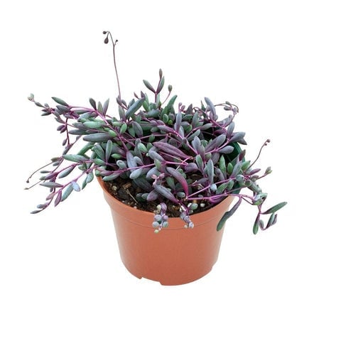 Potted succulent plant with purple and green foliage in a terracotta pot against white background