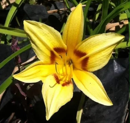 Yellow daylily flower with red-brown markings in the center, surrounded by green foliage