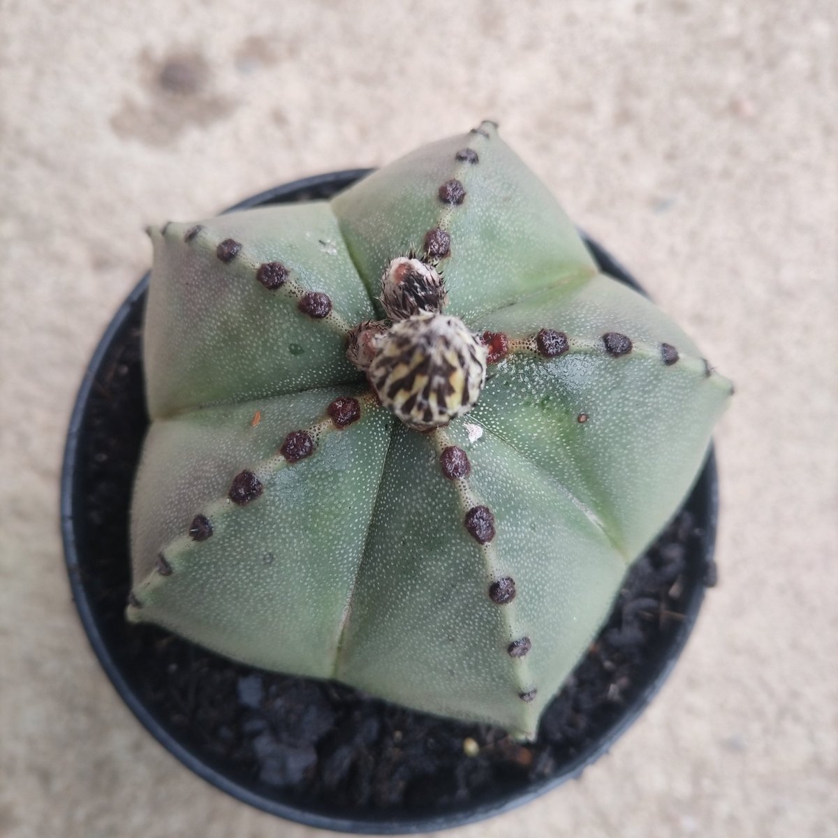 Small spherical cactus with pale green skin dotted with purple bumps and a cream striped centre, potted in a dark container