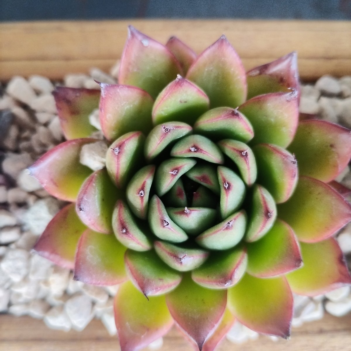 Close-up of a pink and green succulent rosette plant with layered leaves arranged in a spiral pattern, on white pebble soil