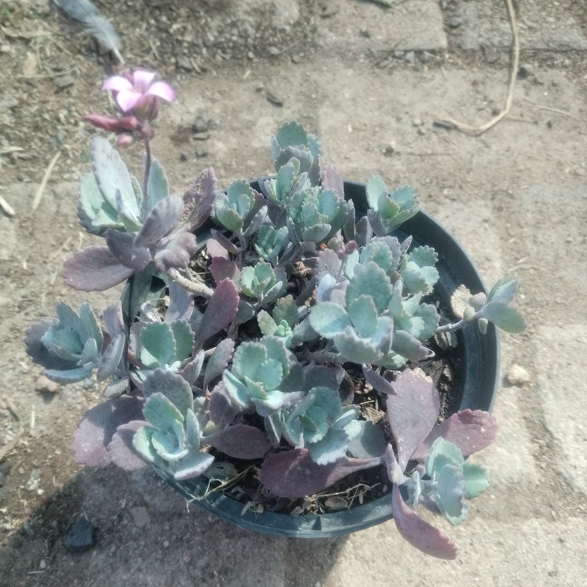 Potted succulent plant with purple-tinged rosette leaves and a pink flower blooming on sandy ground