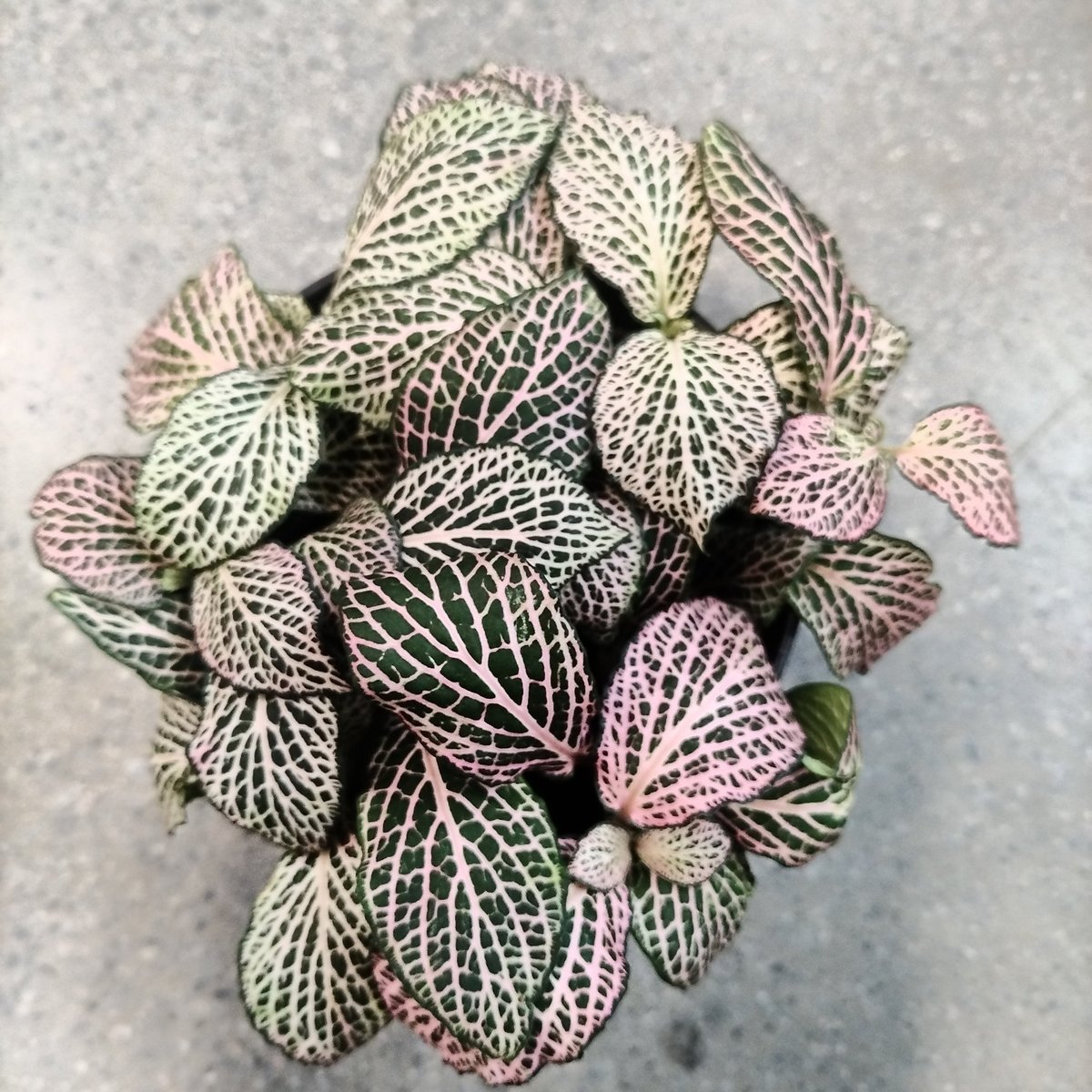 Overhead view of a potted plant with ornate variegated leaves featuring green, white, and pink coloring with intricate vein patterns