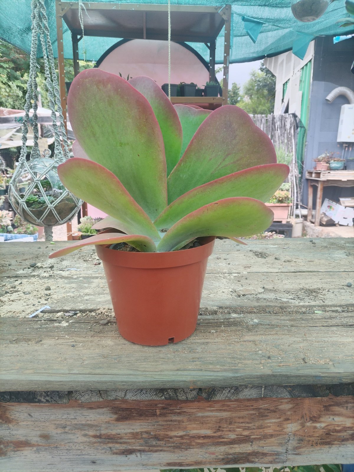 Large paddle-leaf succulent plant with green and red-tipped broad leaves in a terracotta pot on a wooden surface