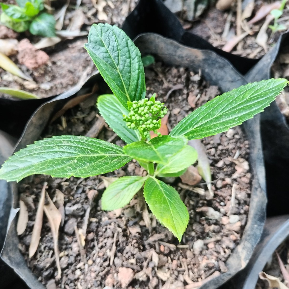 Young green hydrangea plant with serrated leaves and tight cluster of green flower buds growing in a black nursery bag with soil