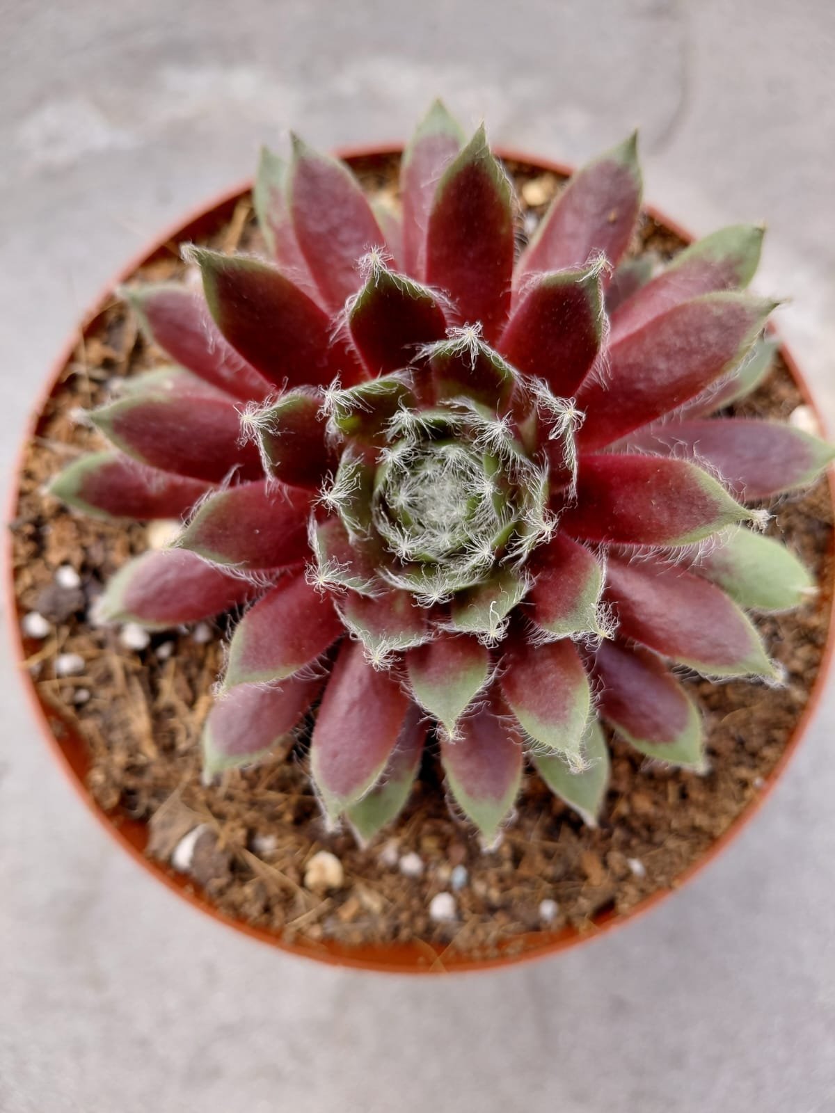 Top-down view of a pink and green succulent plant in a terracotta pot with soil