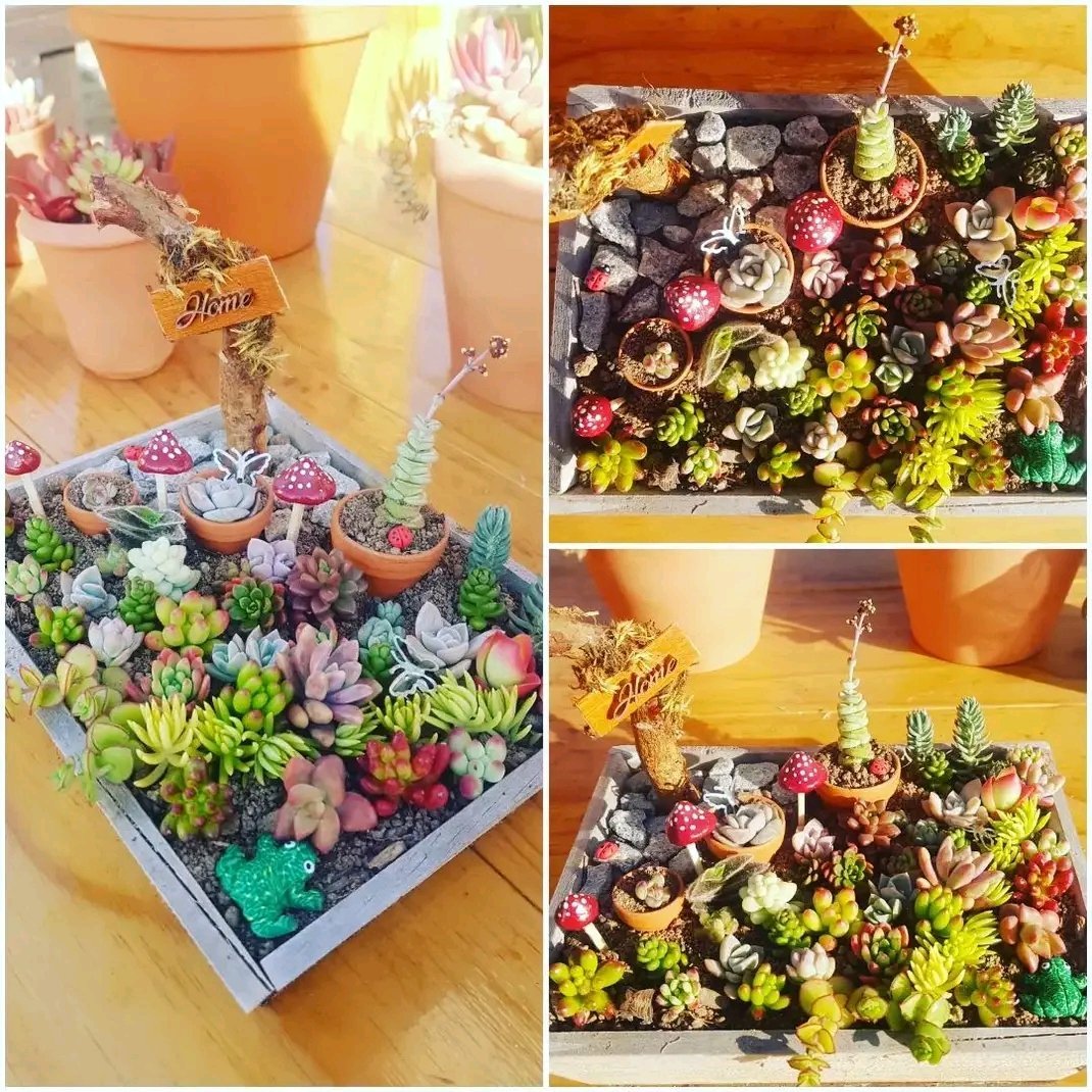 Collage of succulent garden arrangements in planters with colorful decorative accents and blooming flowers displayed indoors