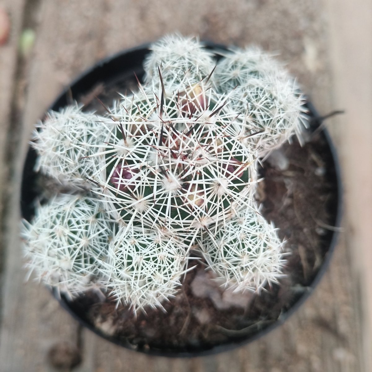 Potted white spined cactus with dense fine needles in a black container, viewed from above