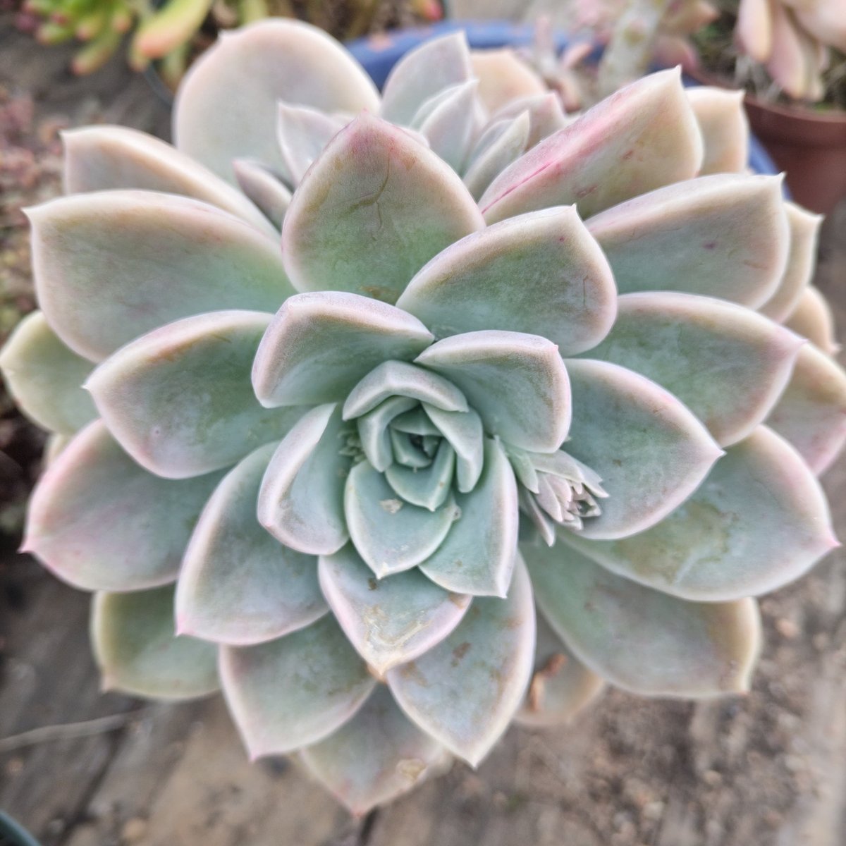 Pale blue-green succulent plant with pink-tipped rosette leaves arranged in a symmetrical circular pattern, viewed from above