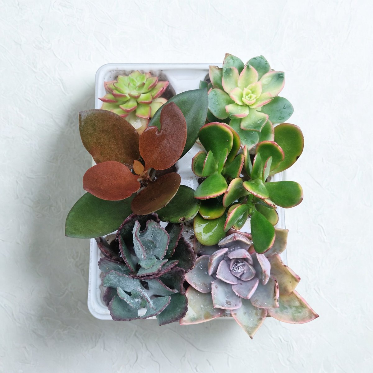 Overhead view of a white square pot containing an assortment of colorful succulents with varied textures and hues arranged on a light background