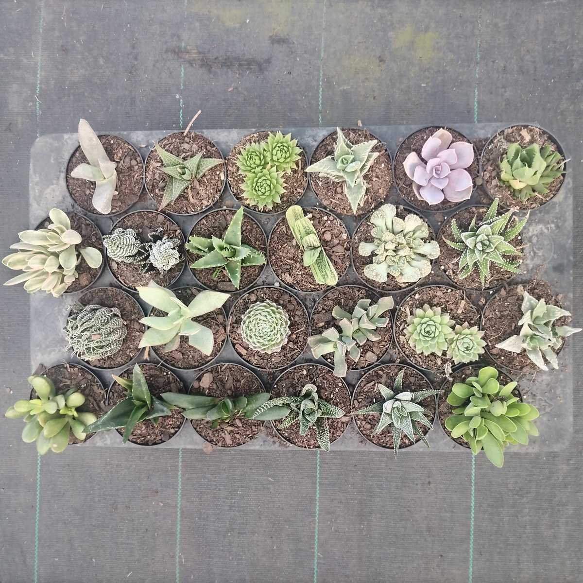 Overhead view of a collection of succulent plants arranged in individual pots on concrete surface
