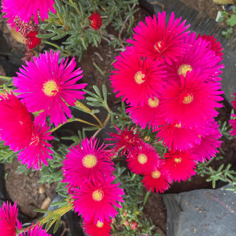 Cluster of vibrant magenta and hot pink daisy-like flowers with yellow centers and green foliage
