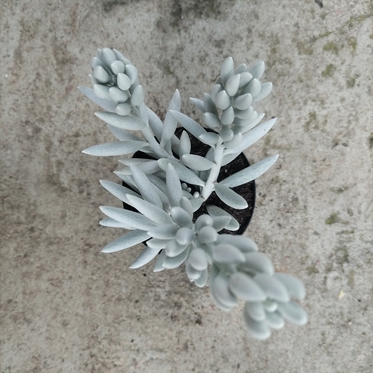 Senecio