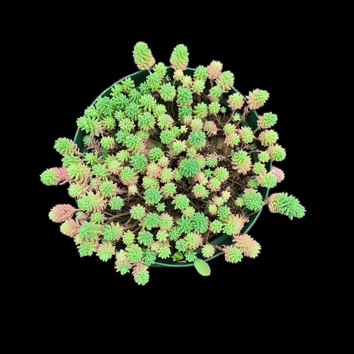 Overhead view of a flowering plant with small green and pink clustered blooms in a round, mounded shape against a black background