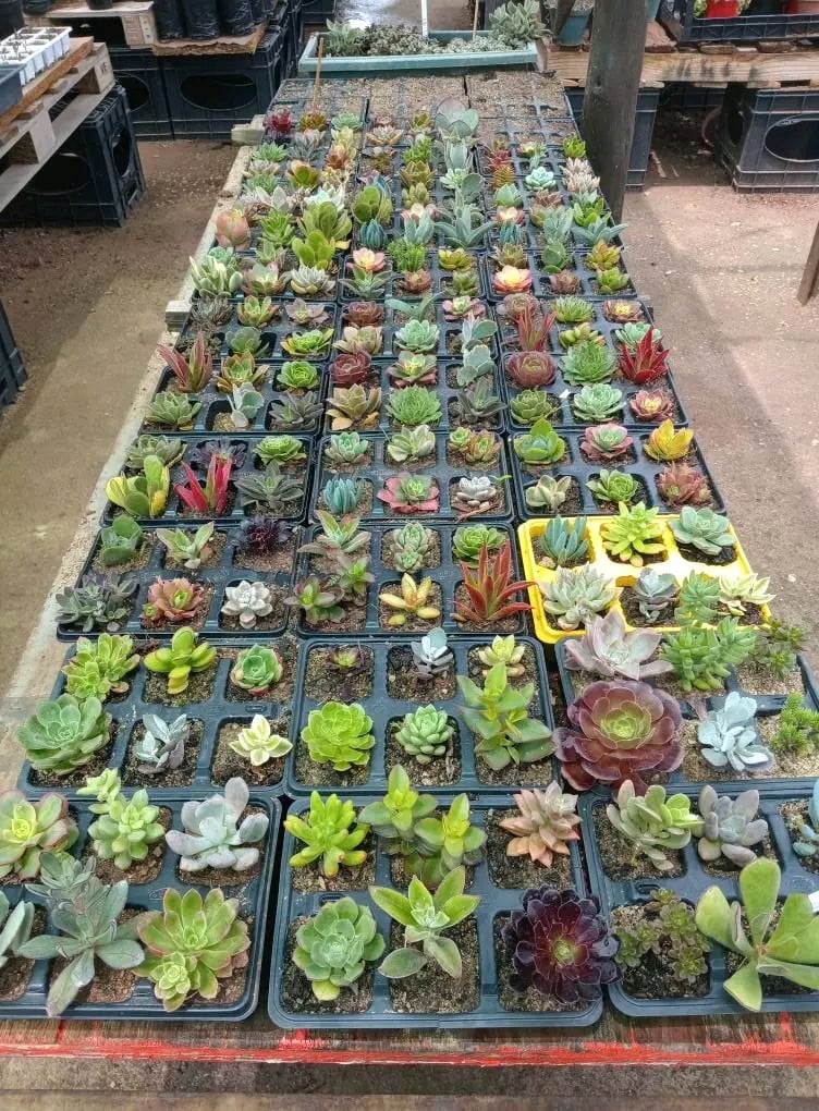 Overhead view of rows of colorful succulent plants in black nursery trays displayed for sale outdoors