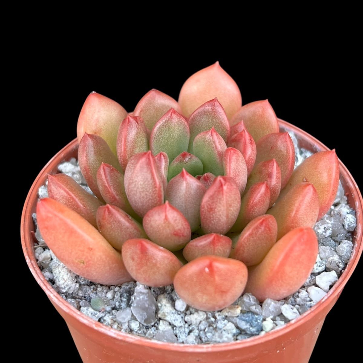 Red and green succulent plant with teardrop-shaped leaves in a coral-colored pot filled with gray gravel