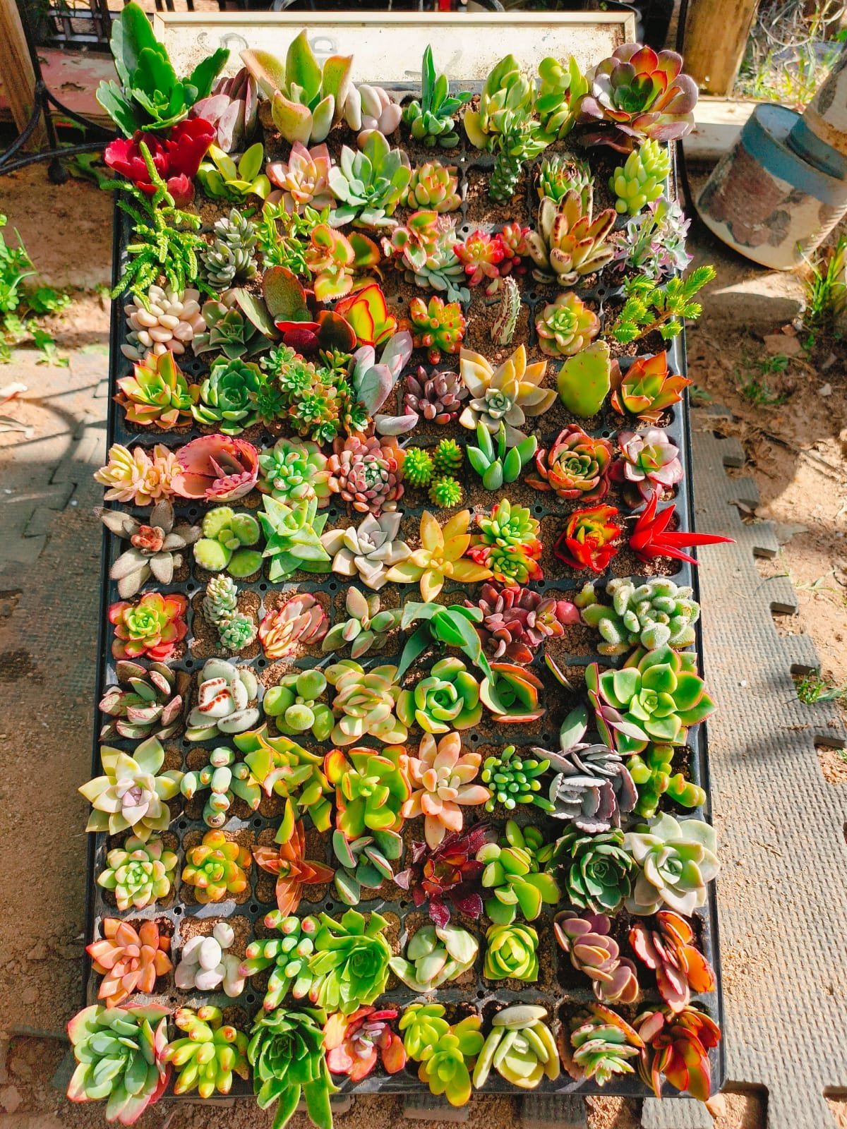 Overhead view of a black tray containing dozens of colorful succulent plants with green, red, pink, orange, and yellow leaves arranged tightly together