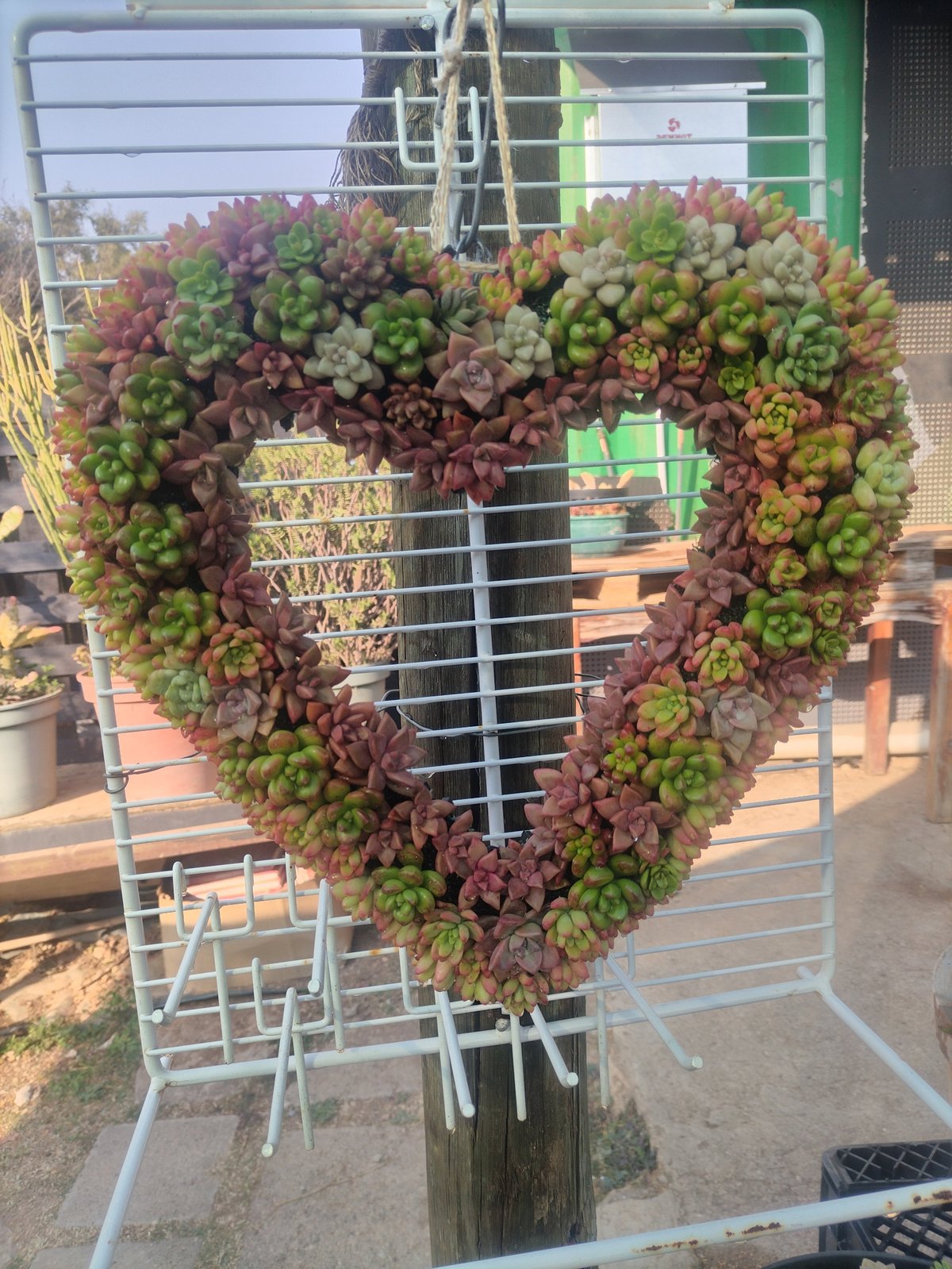 Heart-shaped succulent wreath made of red and green stonecrop plants mounted on a metal gate frame