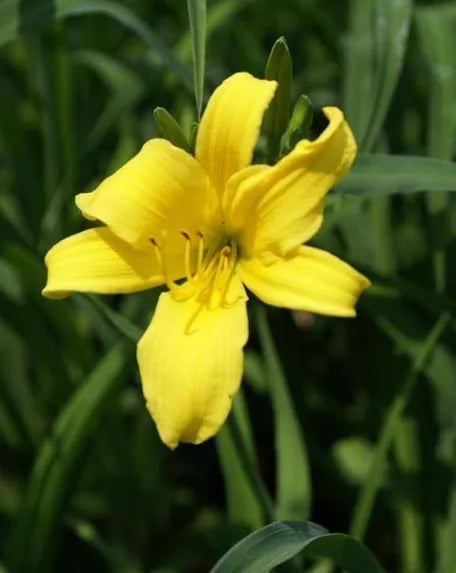 Bright yellow daylily flower in full bloom with red stamens and green buds on a blurred green foliage background